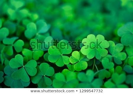 Stock photo: Clover