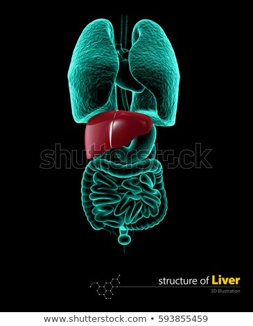 Сток-фото: Human Liver 3d Illustartion Isolated Black Background