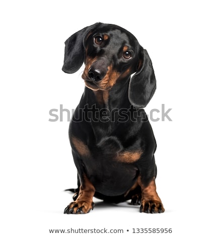 Stock fotó: Dog Isolated On Black