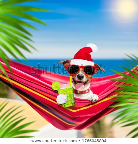 Foto stock: Dog In Hammock As Santa Claus On Christmas At The Beach