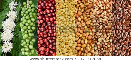 Stock photo: Cherry Coffee Beans Arabica In Nature