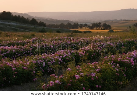 Foto stock: A Beautiful Vegetable Plantation Among The Hills