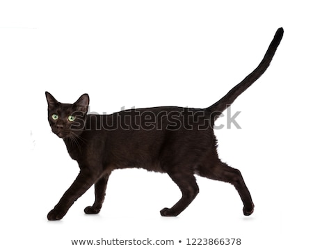 ストックフォト: Handsome Young Adult Havana Brown Cat