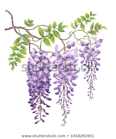 Stock photo: Blue Wisteria Flowers And Leaves In Botanical Garden As Floral Background Nature And Flowering