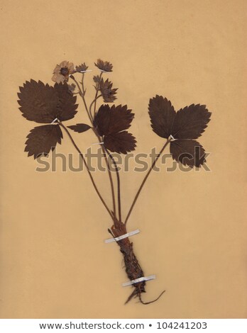 Stock fotó: Scan Of Vintage Dried Foliage Flower On Paper Dated 1896