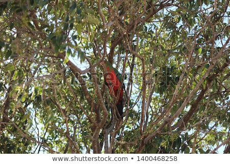 [[stock_photo]]: Red Headed Australian Male King Parrots