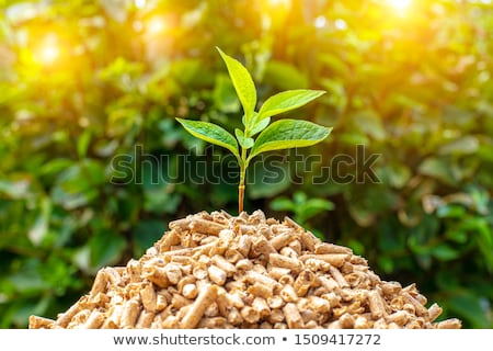 Zdjęcia stock: Biomass