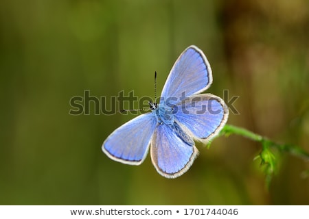 Foto stock: Common Blue Butterfly Polyommatus Icarus