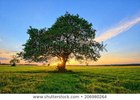 Foto stock: Lonely Tree In Sunset