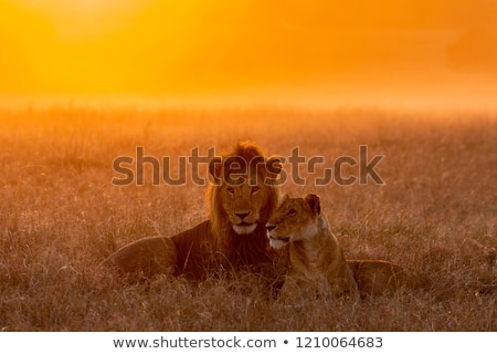 Stok fotoğraf: Lion At Sunset