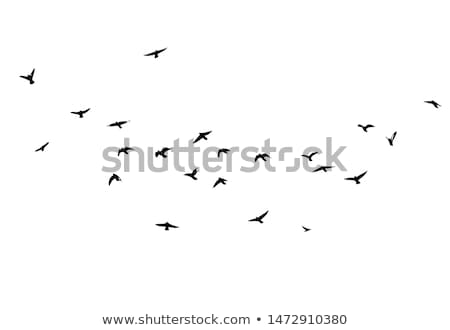 Foto stock: Birds Design Bird Collection