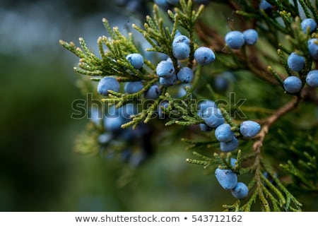 Stock fotó: Juniper Berries