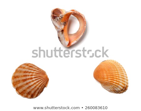 Seashells And Broken Rapana Isolated On White Background Сток-фото © Lizard