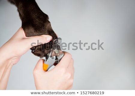 Stok fotoğraf: Vet Using Nail Clipper On A Labrador