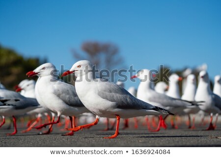 Foto stock: Silver Gull Chroicocephalus Novaehollandiae