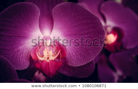 Сток-фото: Close Up Phalaenopsis Orchid