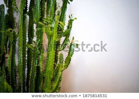 Сток-фото: Green Cactus Leave In Detail