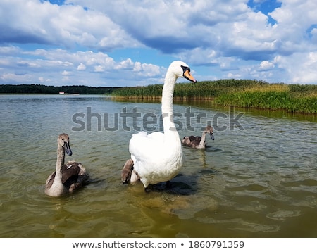 Сток-фото: Couple White Swans With Young Cygnets