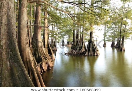 Imagine de stoc: Cypress Swamp In The Sun