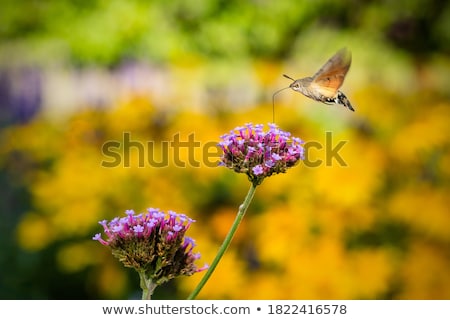 Foto stock: Hummingbird Hawk Moth