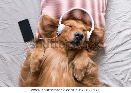 Stok fotoğraf: Dog Listening To Music