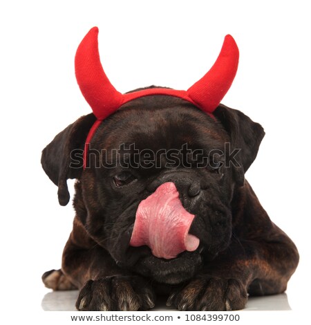 Stockfoto: Adorable Boxer With Devil Horns Resting While Licking Its Nose