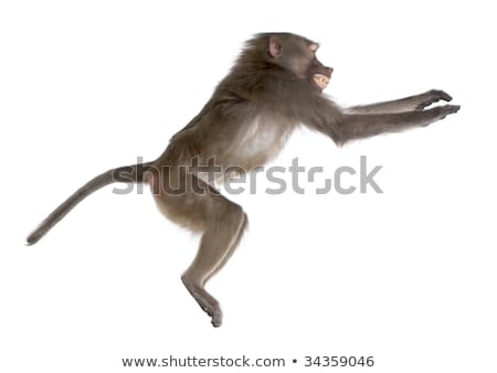 Stock fotó: A Monkey Jumping On White Background
