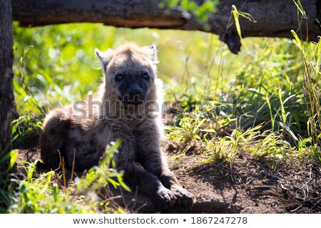 Stockfoto: Hyena In Nature Frame