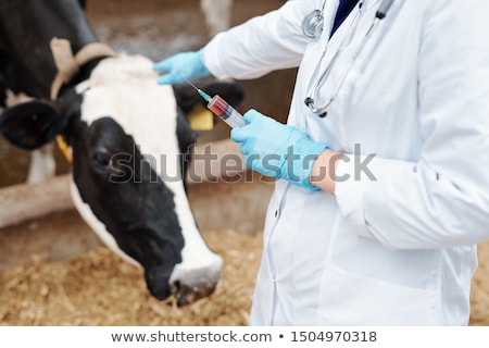 [[stock_photo]]: Gloved Veterinarian In Whitecoat Holding Syringe With Vaccine For Cow