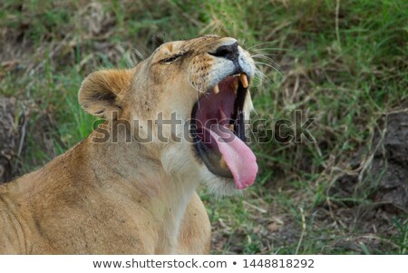 Foto d'archivio: Lioness Displaing Dangerous Teeth