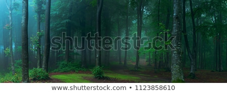 [[stock_photo]]: Silhouette Of A Man In The Fog In A Forest With Trees