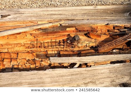 ストックフォト: Decayed Timber Surface