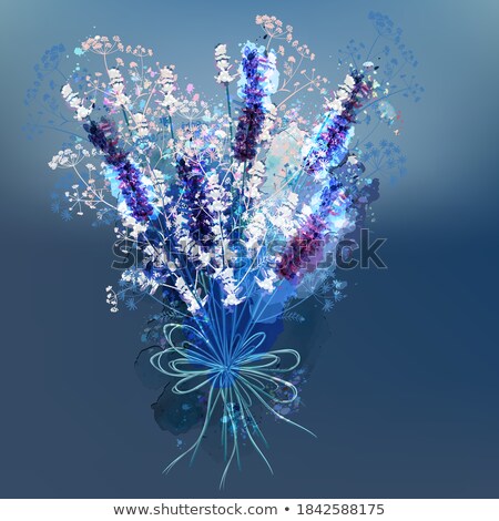 Stock photo: Lavender Flowers In The Garden