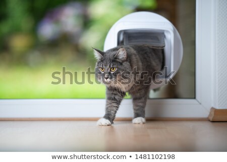 Stok fotoğraf: Door With A Cat Flap