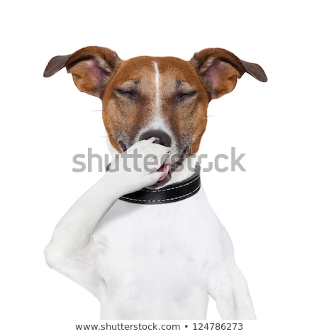 Stock foto: Dog Laughing At A Joke