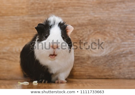 Stok fotoğraf: Guinea Pig