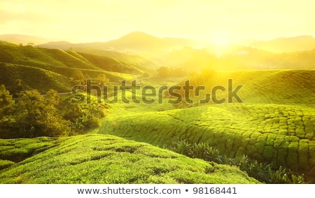 Stok fotoğraf: Early Morning Sunrise With Fog At Tea Plantation