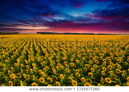 Foto stock: Beautiful Sunflower On Field With Clouds