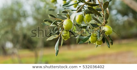 Stok fotoğraf: Olive Trees In Plantation