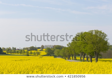 Zdjęcia stock: Nature In South Sweden