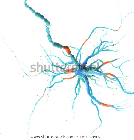 Foto stock: Human Nerve Cell