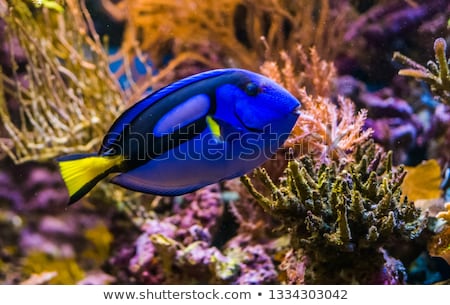 Сток-фото: Surgeonfish In The Aquarium