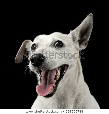 Сток-фото: Mixed Breed Funny Ears Dog Portrait In A Dark Photo Studio