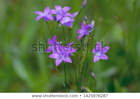 Foto stock: Group Of Campanula Patula Spreading Bellflower In Bloom On The Meadow