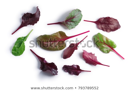 Foto stock: Chard Mangold Beta Vulgaris Leaves Top Paths