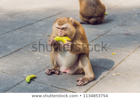 Сток-фото: A Macaca Monkey Khao Toh Sae Viewpoint On The Highest Hill In Phuket Thailand