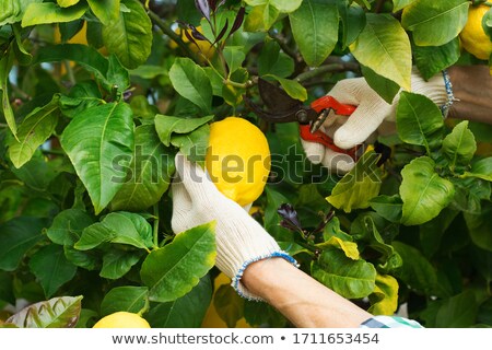 Stock fotó: Man Harvesting Lemons On An Organic Orchard