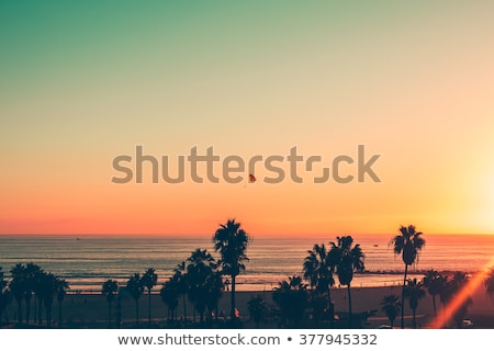 Сток-фото: Palm Trees At Venice Beach California