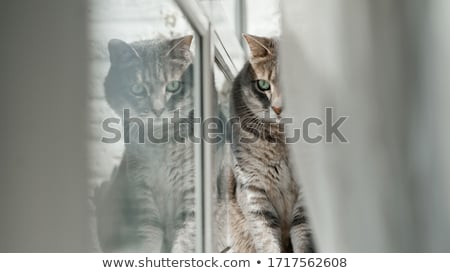 Foto d'archivio: Beautiful Grey Cat Sitting On Windowsill And Looking To A Window