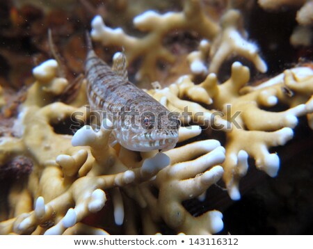Stock fotó: Ornate Shrimpgoby Vanderhorstia Ornatissima In The Red Sea
